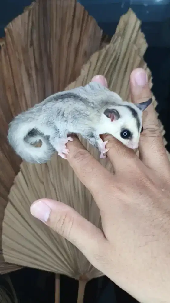 Sugarglider wf blonde