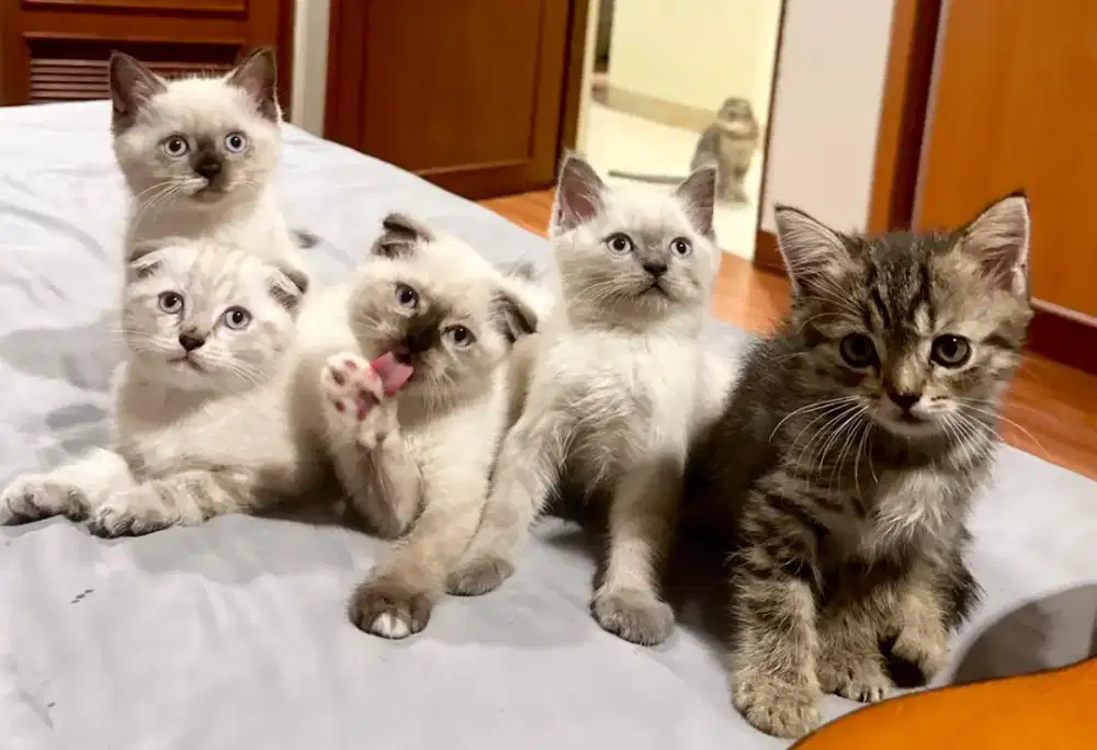 KUCING SCOTTISH HIMALAYA