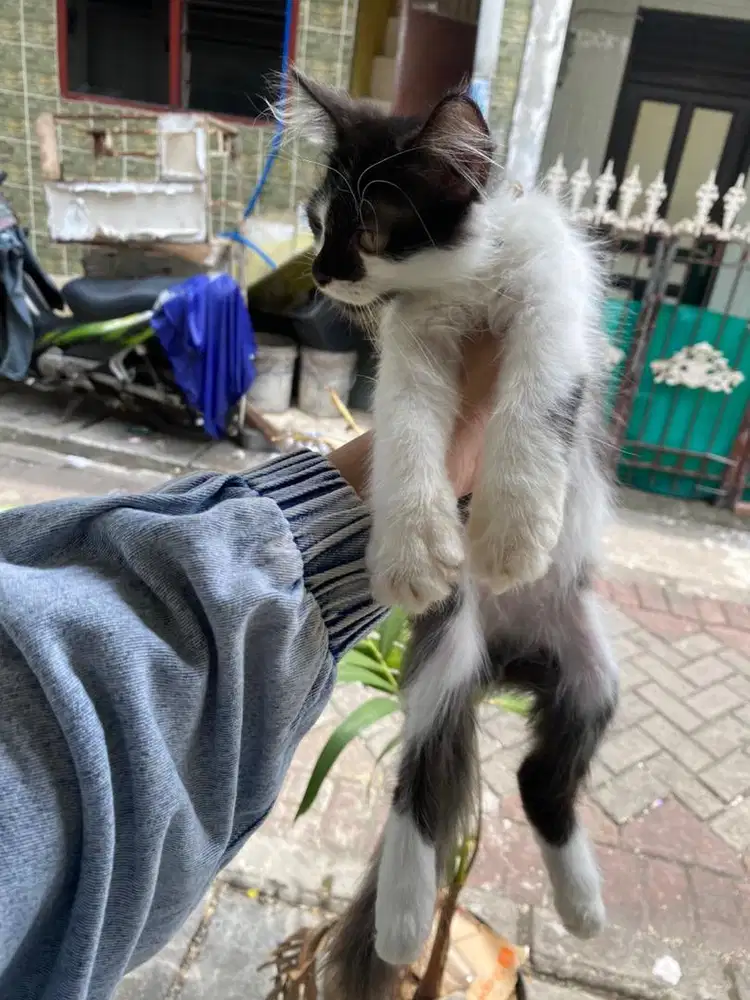 kucing kitten persia jantan 3 bulan nego