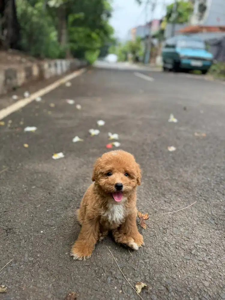 Red Tiny Poodle