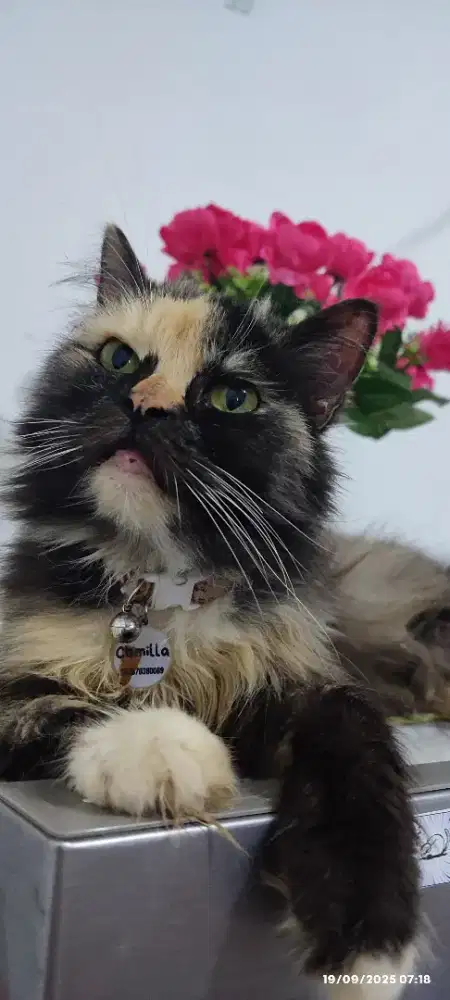 Kucing Persia, betina