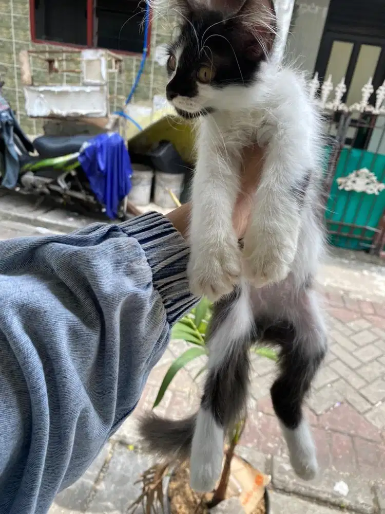 kucing kitten persia jantan 3 bulan nego