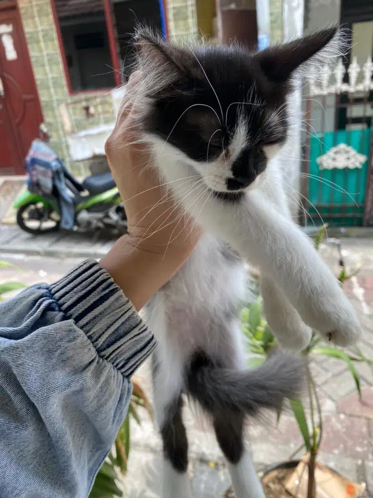 kucing kitten persia jantan 3 bulan nego