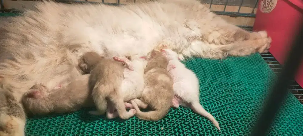 Indukan kucing siap untuk ternak