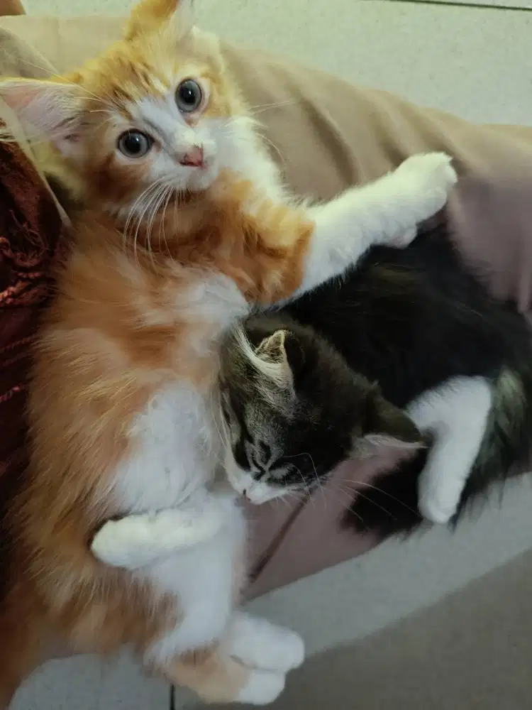 Kitten jantan 3 bulan longhair