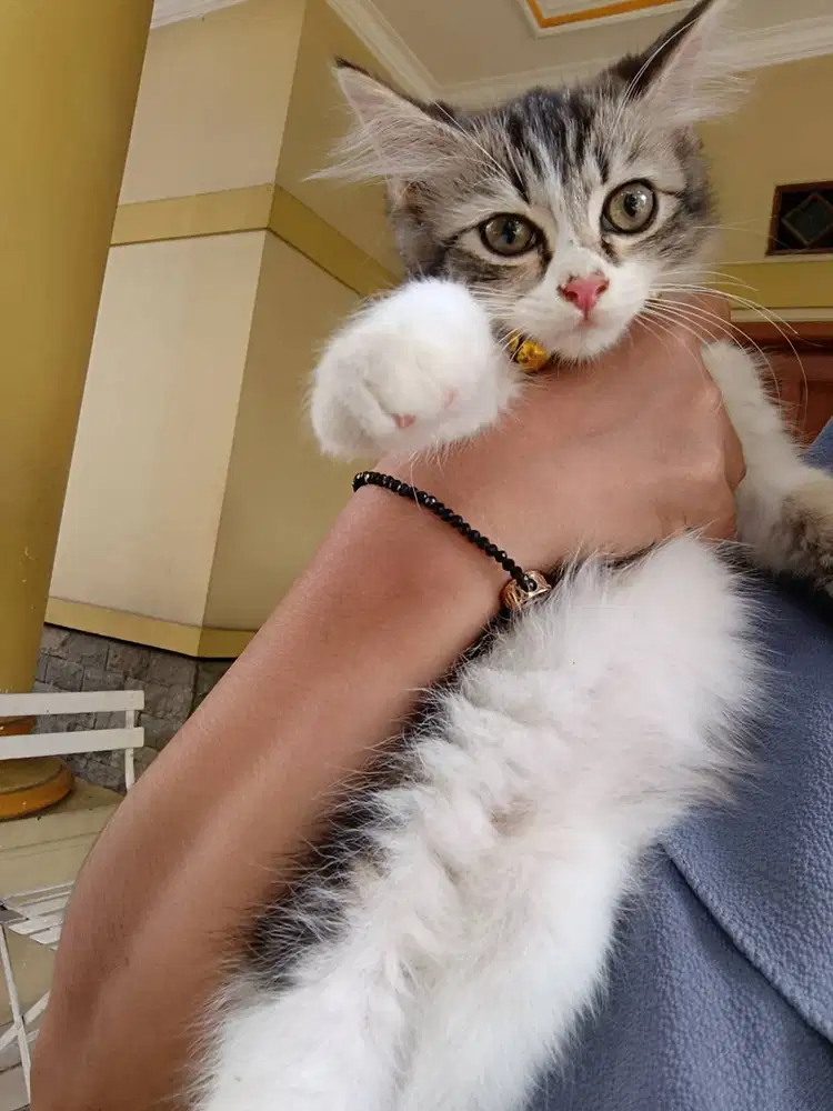Kitten jantan 3 bulan longhair