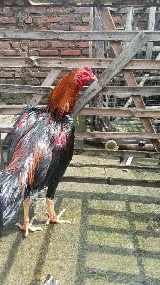 Ayam jajangkar bangkok
