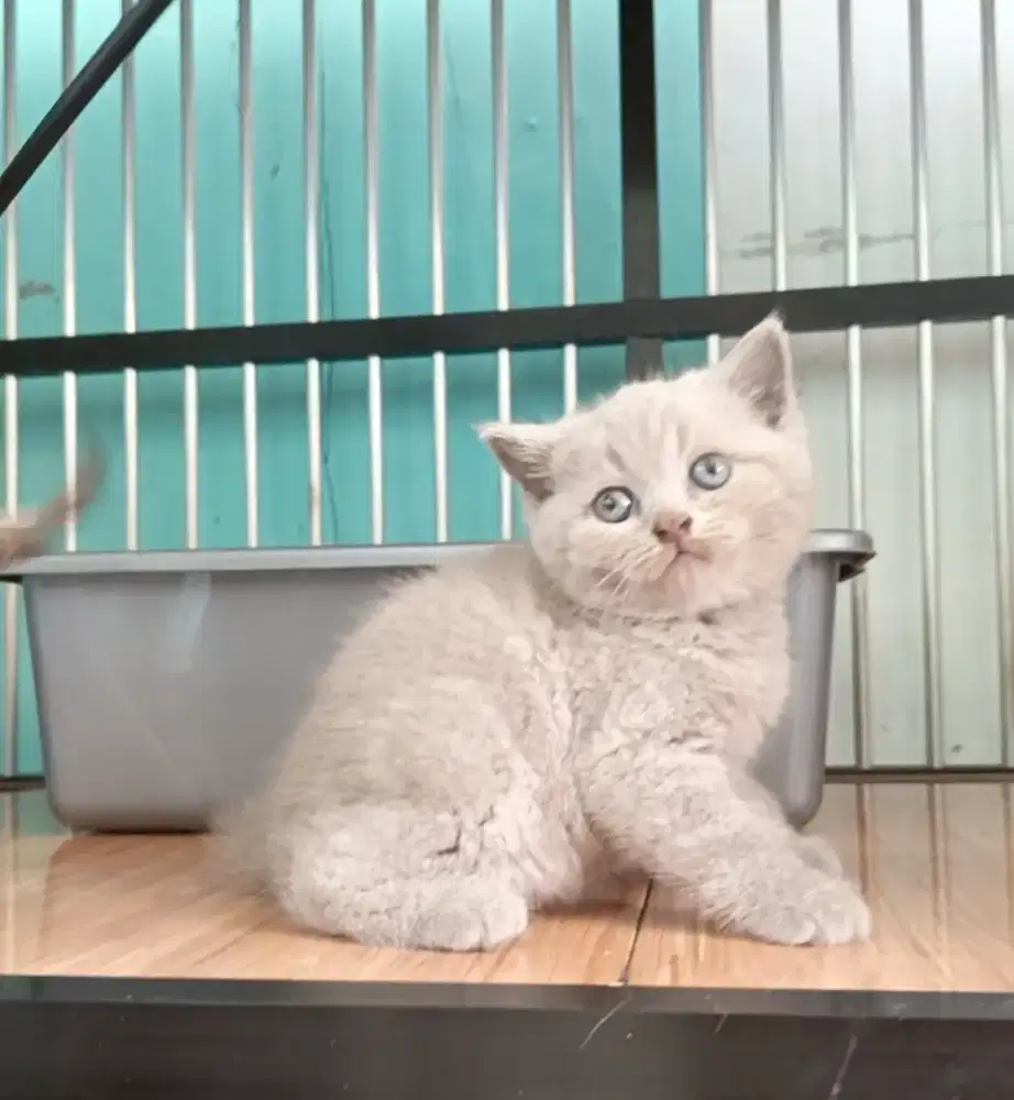 British shorthair lilac (BSH)