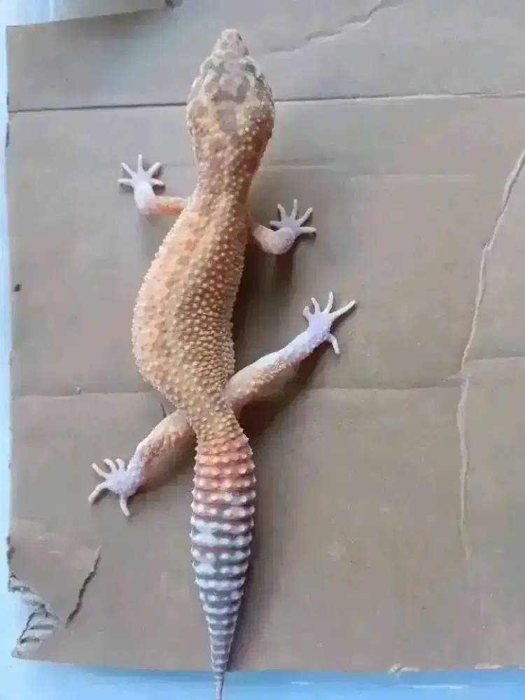 Gecko besar indukan