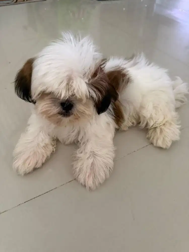 Dijual cepat anjing shitzu tidak stambun