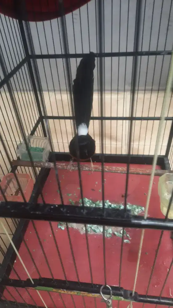 Muray batu f4 dan larwo