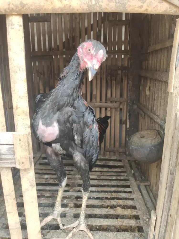 ayam Bangkok pamangon 3 ekor