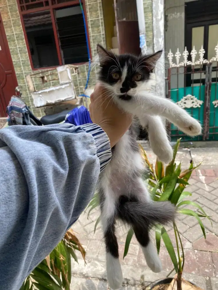 kucing kitten persia jantan nego