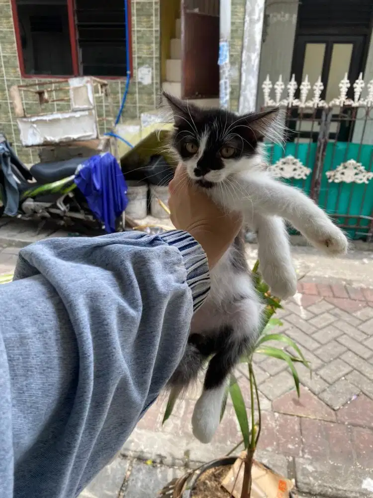 kucing kitten persia jantan nego