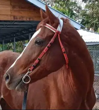 Jual kuda tunggang betina tinggi 157 cm warna nafas (mocca) umur 8 th