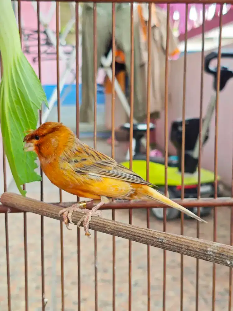 KENARI LOPER JAMBUL GACOR