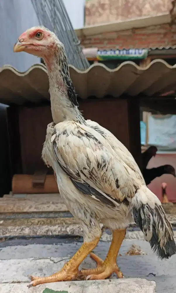 Anakan ayam shamo Eropa 3c cerah