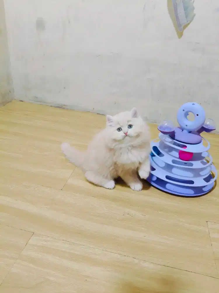 Persia Flatnose krem