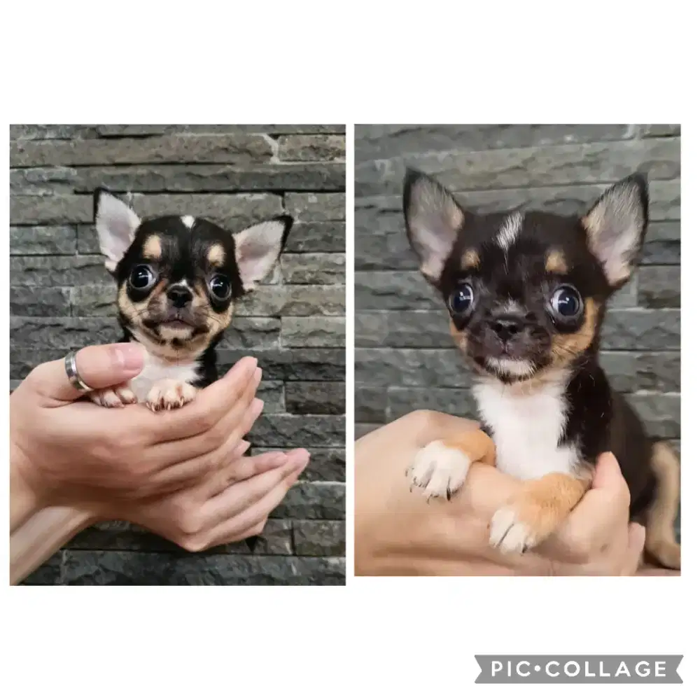 Jual Chihuahua Jantan, Betina