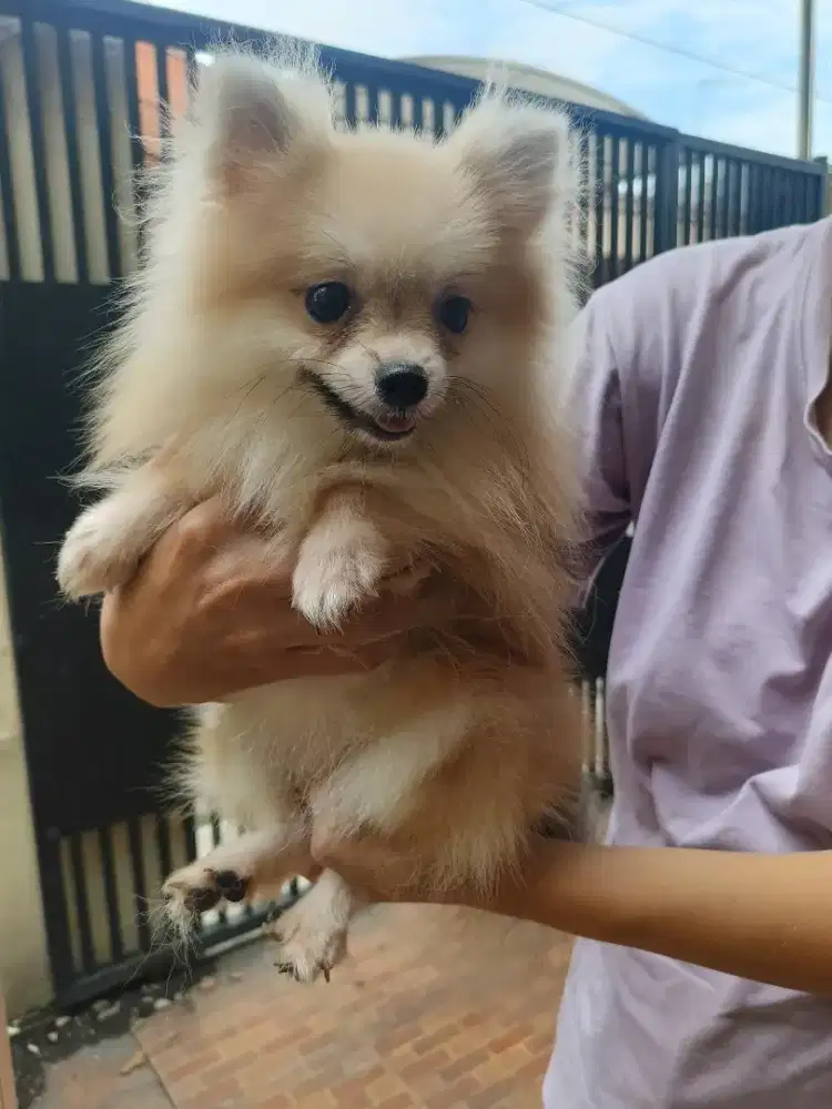 Indukan minipom..lucu kecil banget kaya puppy