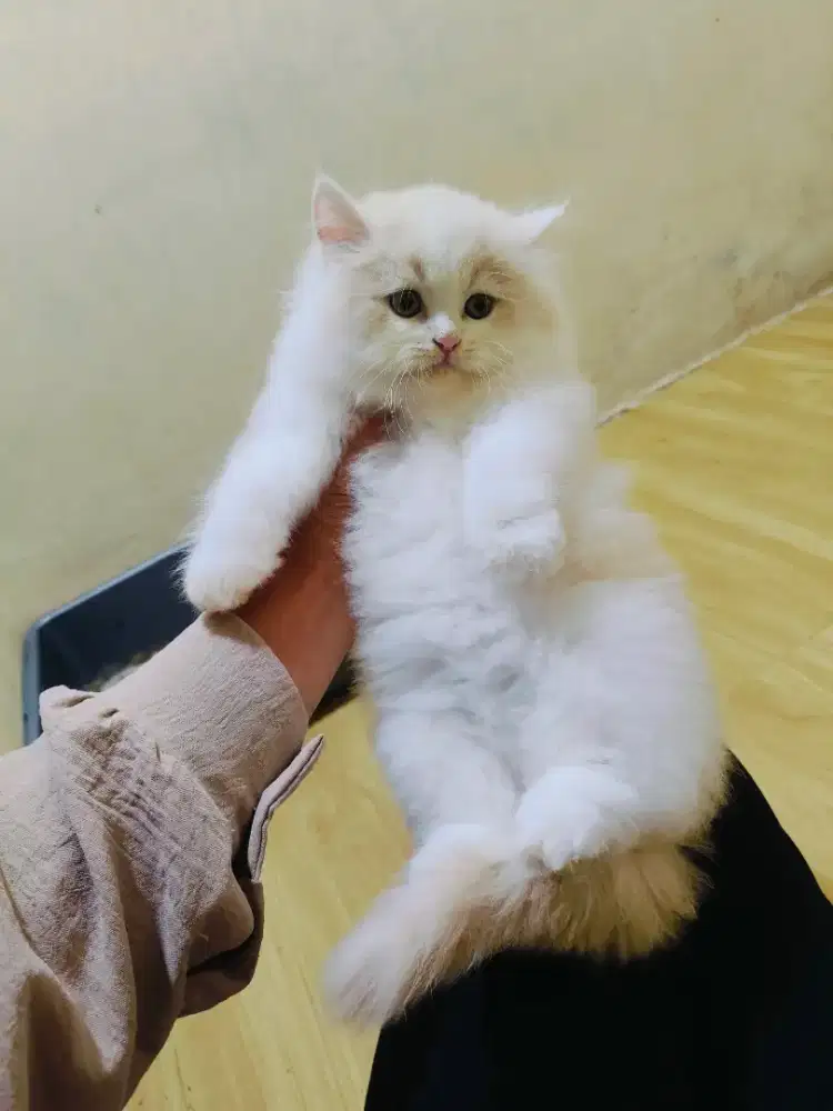 Persia flatnose krem putih