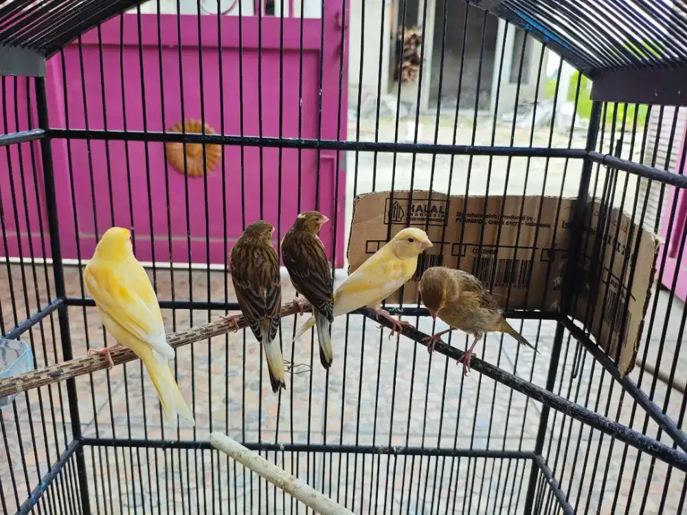 KENARI PAUD GAMBLING