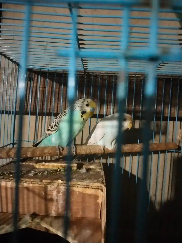 Burung parkit sepasang