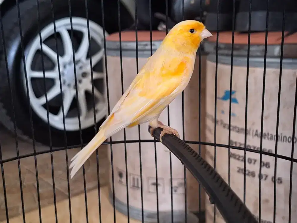 Ready kenari gacoran