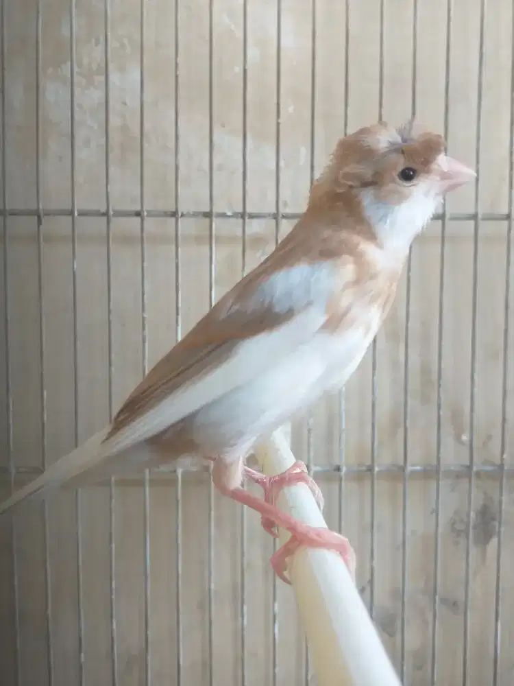 Kenari Spanish Timbrado x Gloster Corona Betina