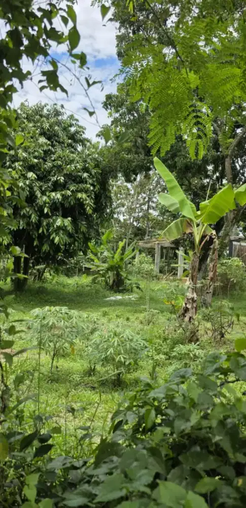 Dijual Tanah Luas Daerah Raya Parung Kemang Bogor