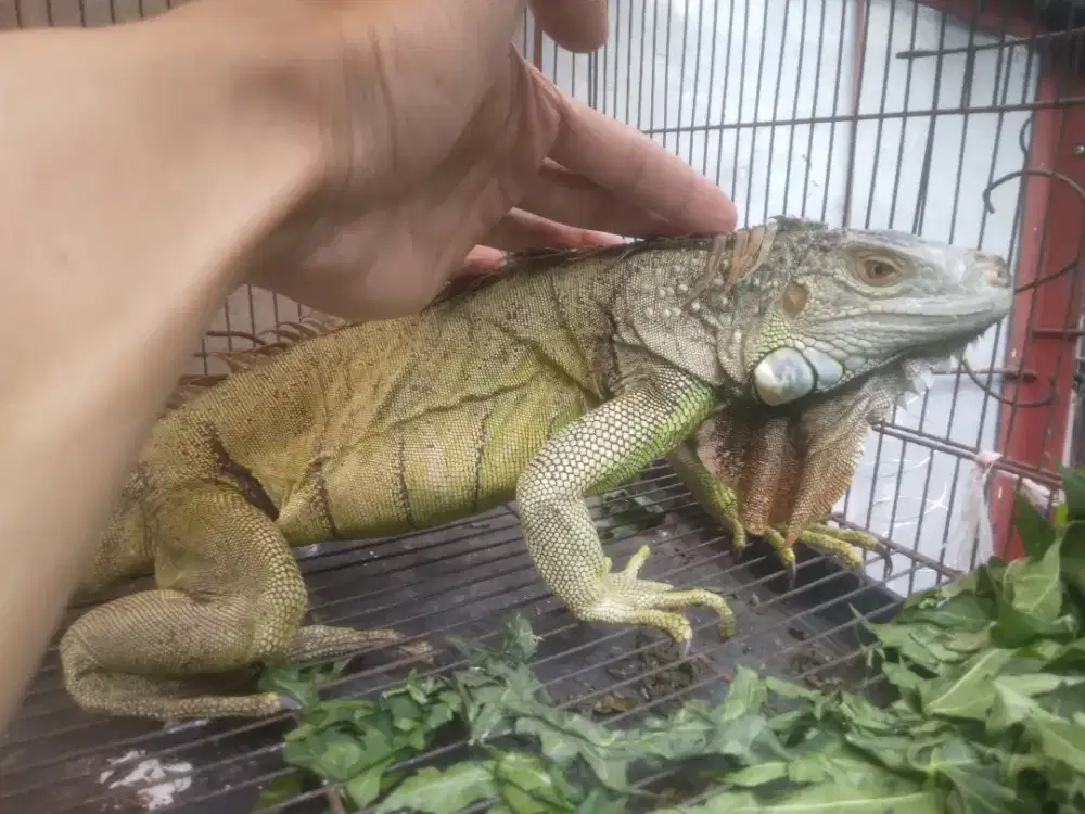 IGUANA BETINA PROVEN