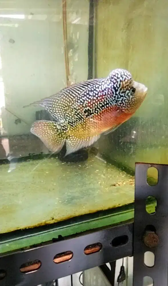 Louhan kamfa two tone