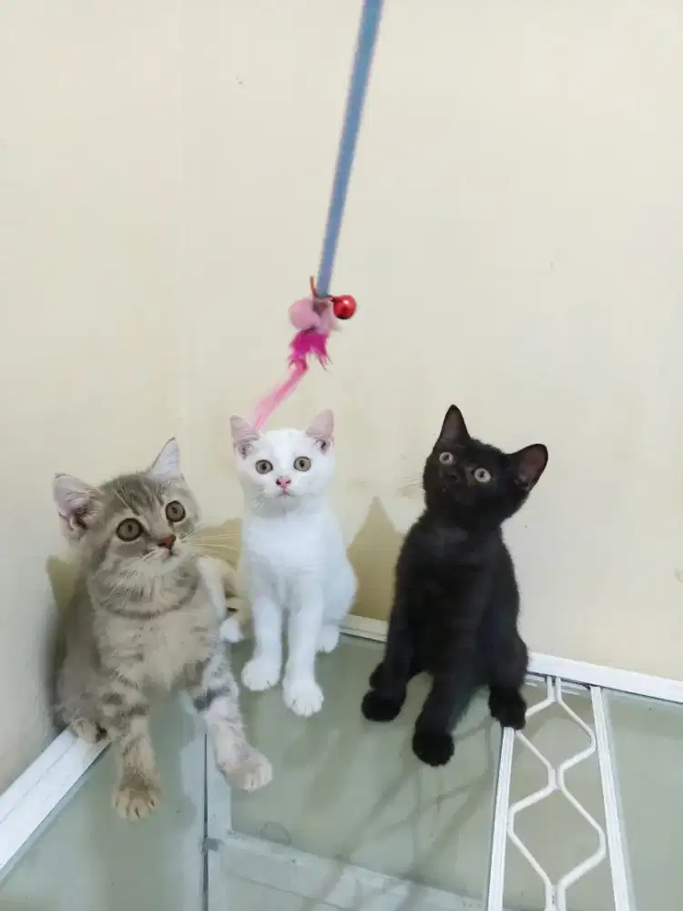 Kucing Kitten BSH Jantan & Betina