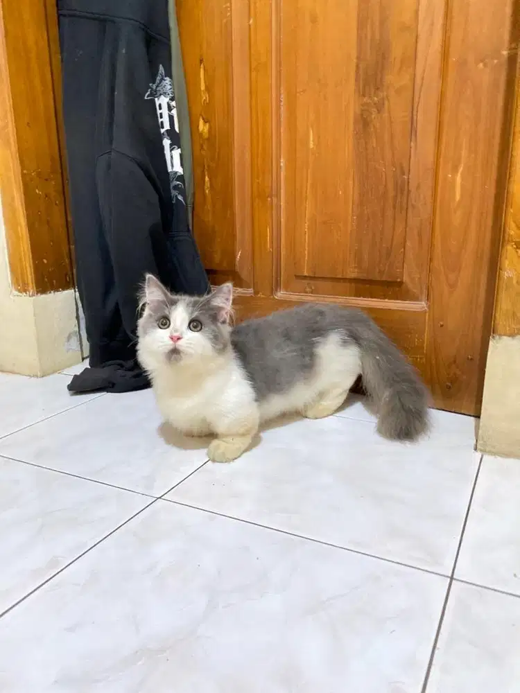 Kucing munchkin kitten british shorthair