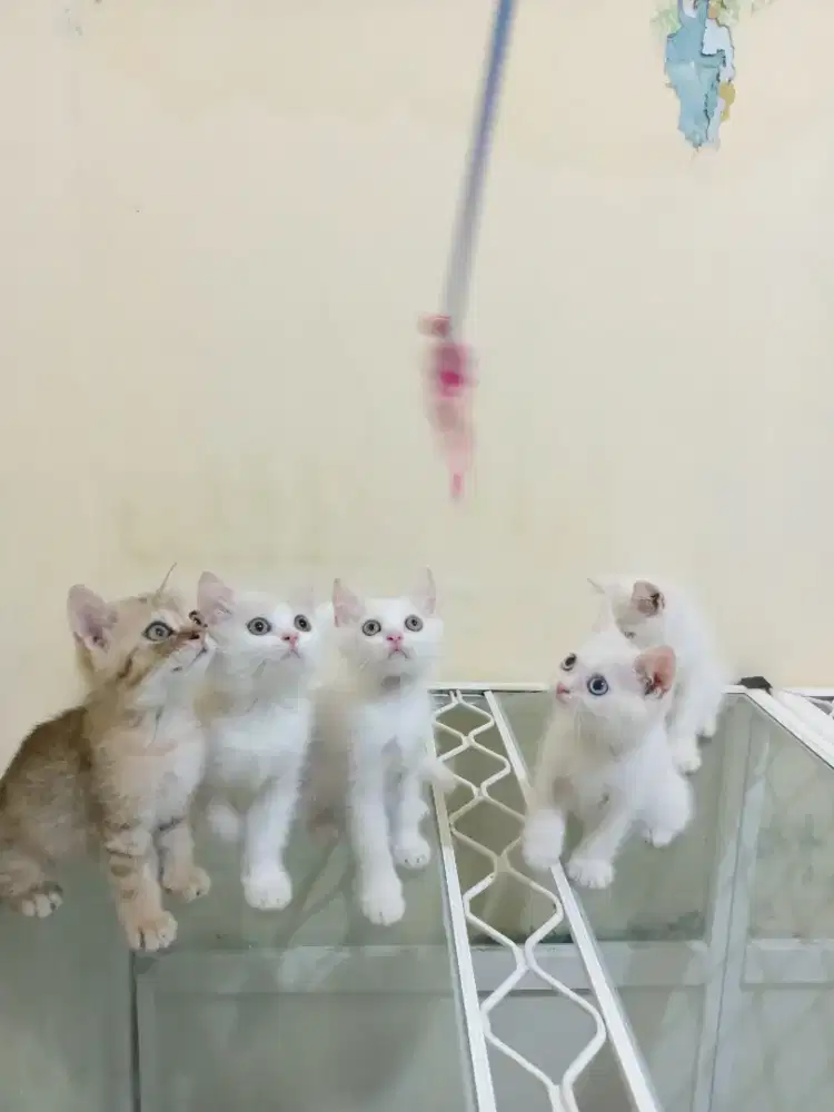 Kucing Kitten BSH Gembul Mandiri