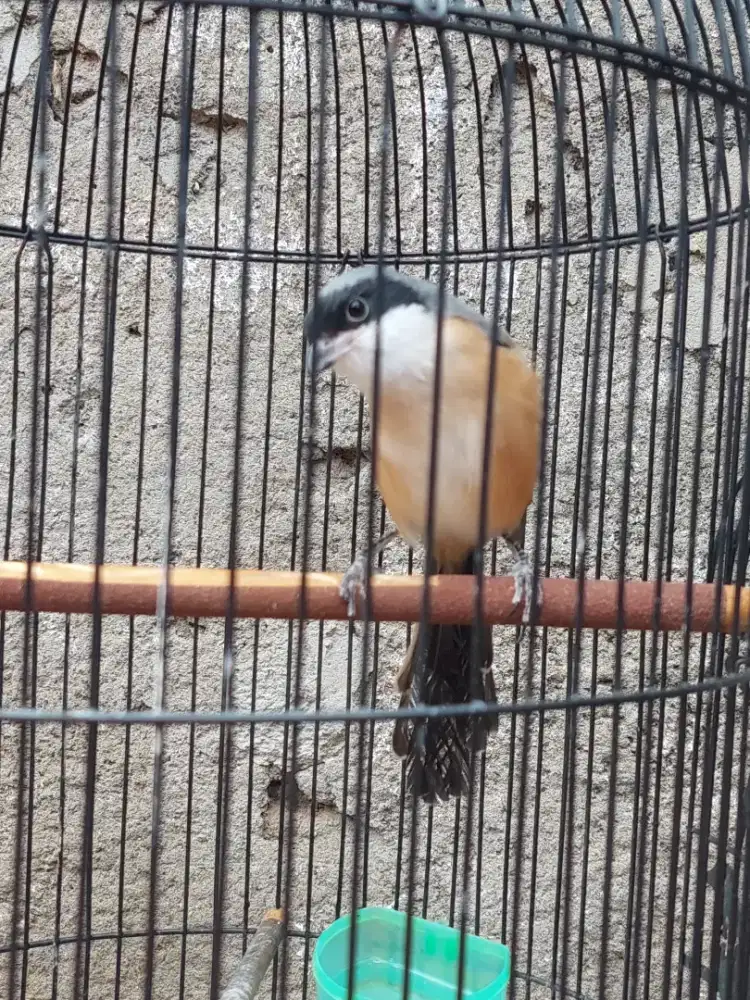 Jual cendet jinak fs