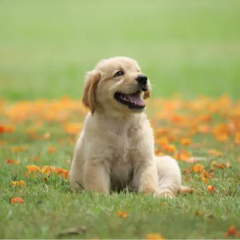 KENNEL GIRL (KADANG JADI KASIR)
