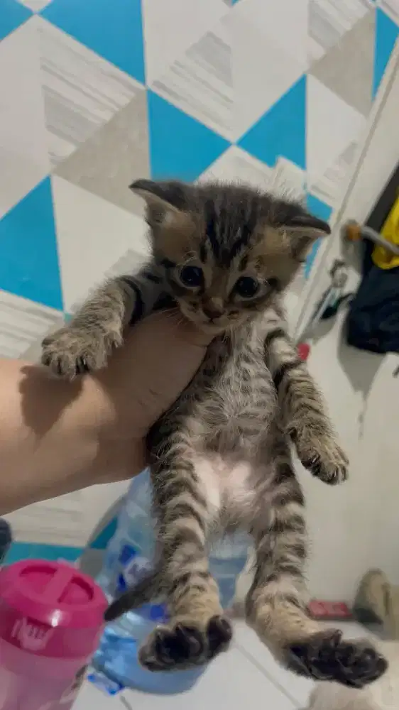 Kucing Kitten Himalaya