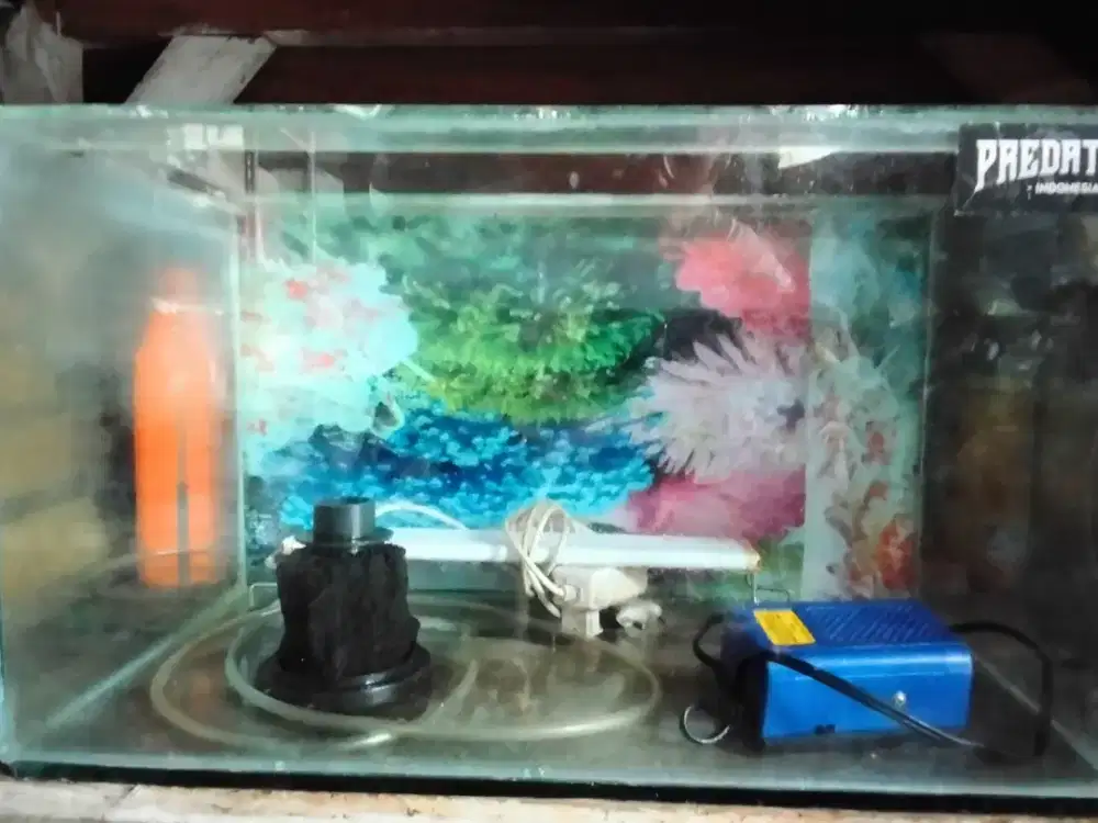 Ikan aquarium fullset