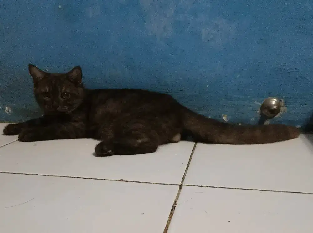 BSH kucing British Shorthair Gembul Free Tas Kucing