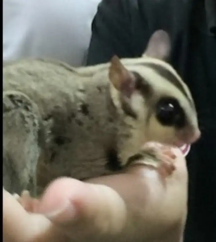 Sugar Glider CG 4 Ekor