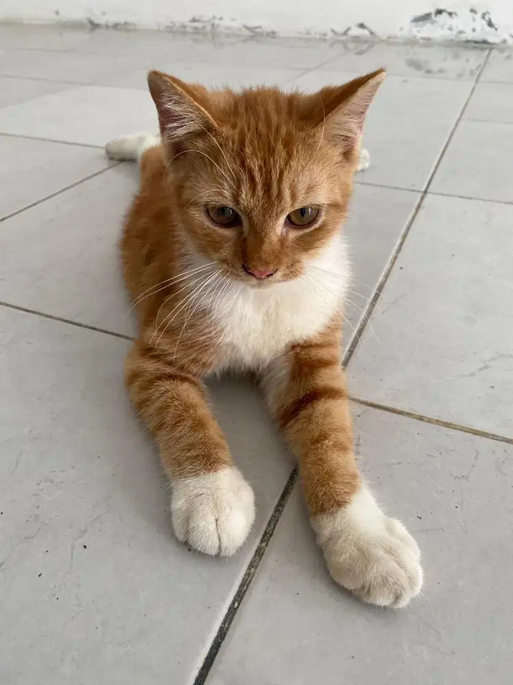 Lepas adop kitten jantan