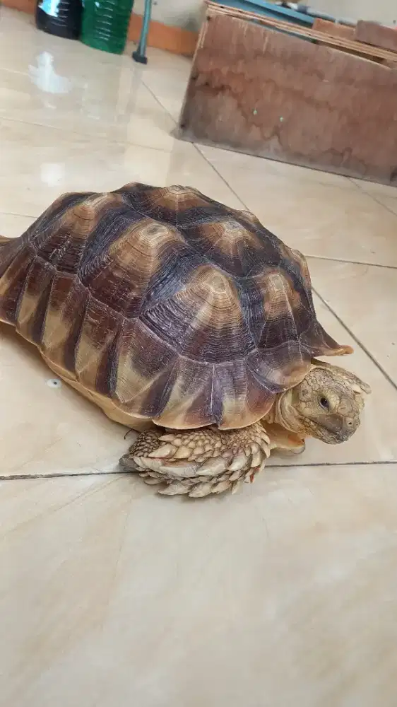 Jual Kura-Kura Sulcata