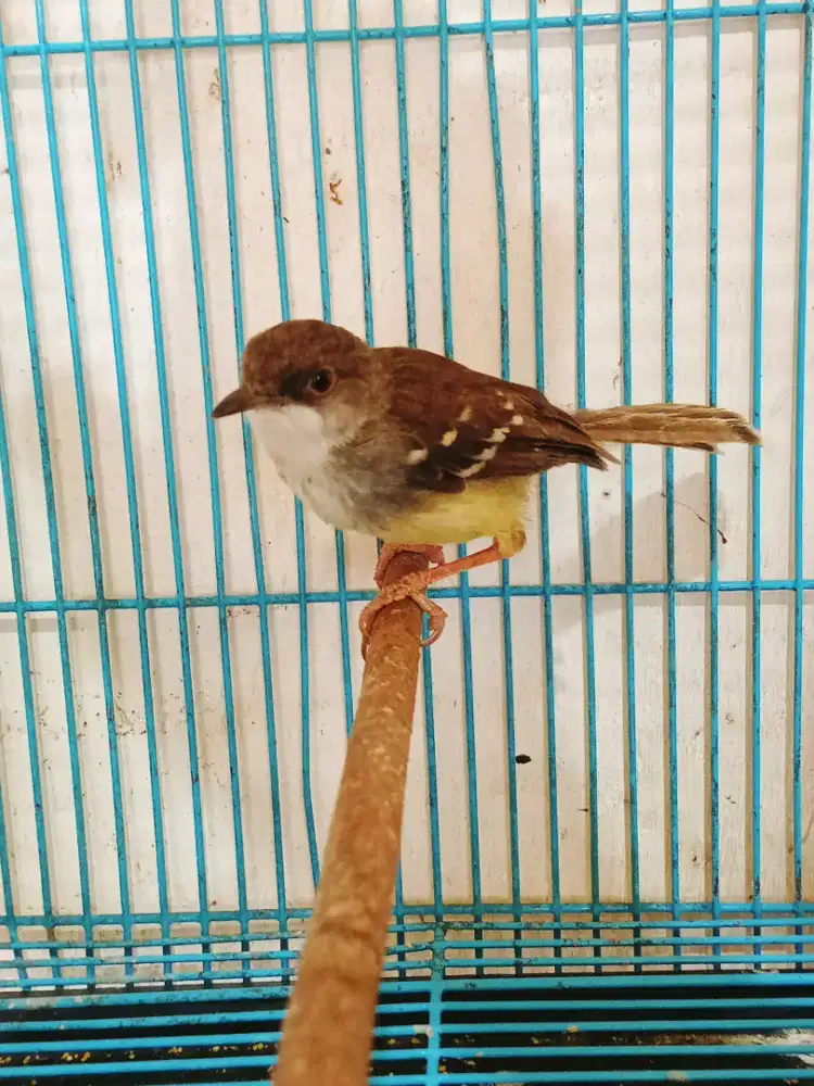 Ciblek jantan purtotal