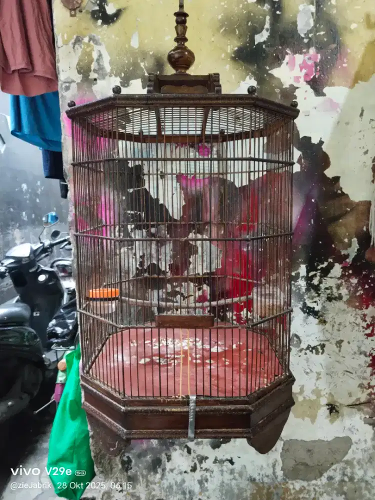 Kandang no 4 siap pakai