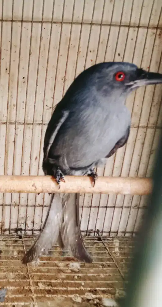 Srigunting abu masteran