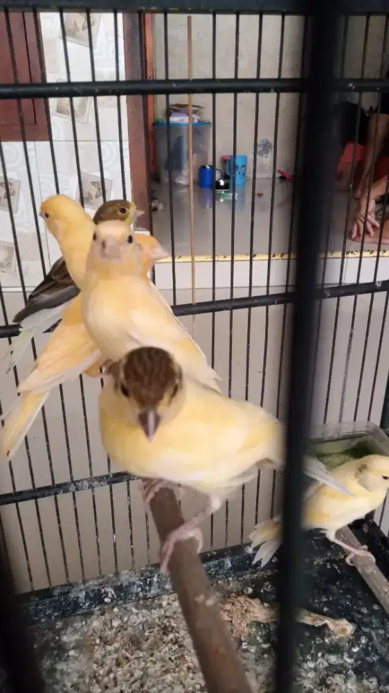 Kenari paud atau anakan