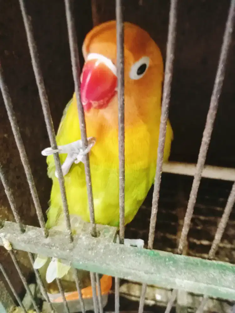 Lovebird pasjo jantan
