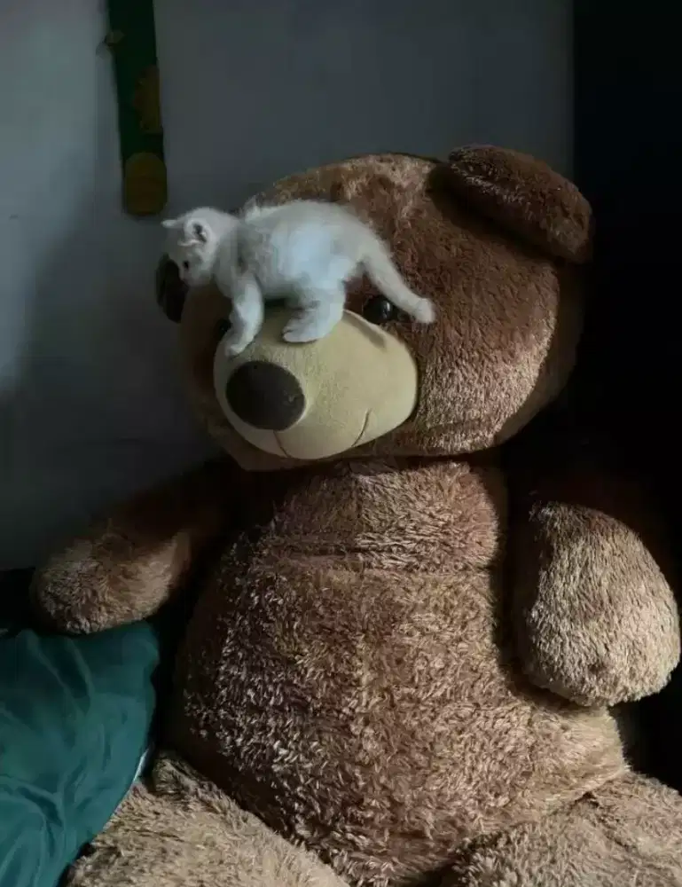 Boneka besar bear