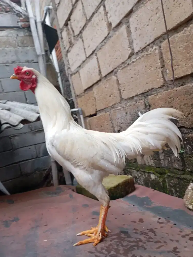 Ayam kampung putih jantan jago